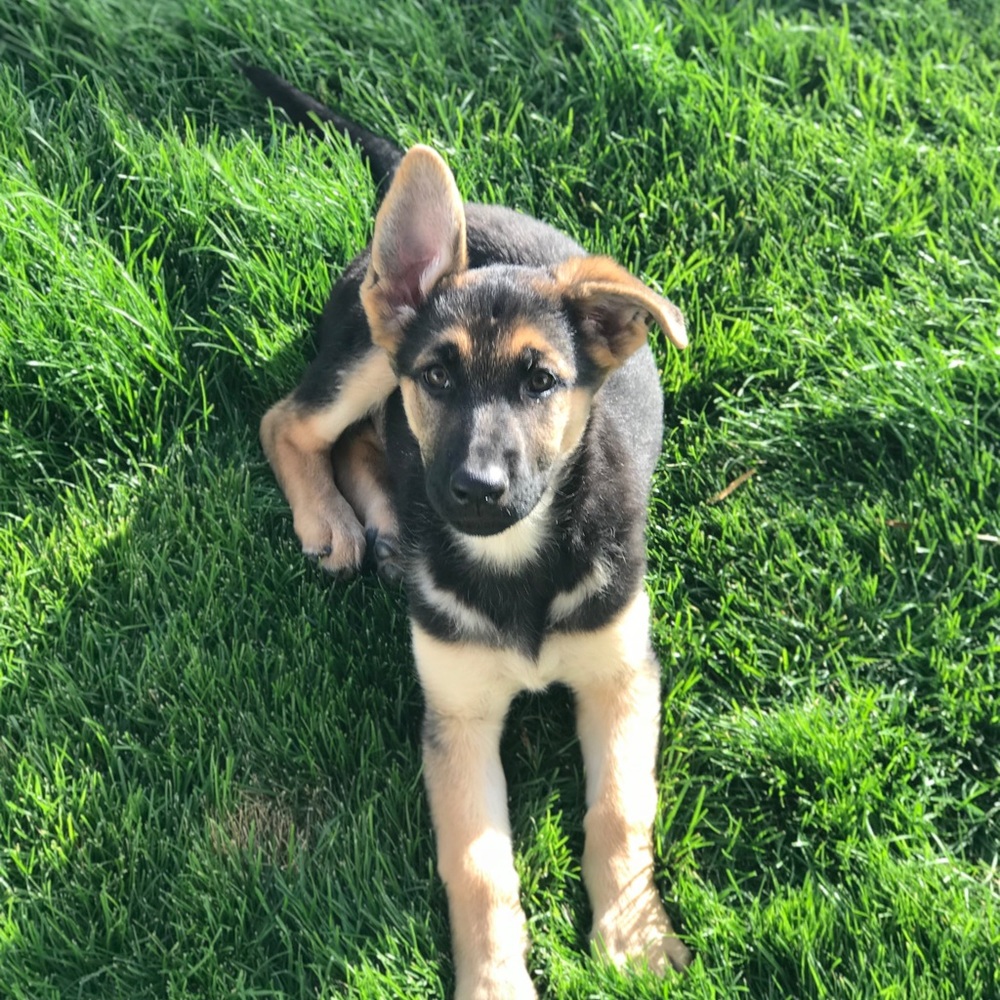 Meet your Posher, Wendy